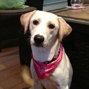 Meet your Posher, Annie